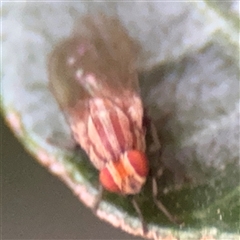 Sapromyza sp. (genus) (A lauxaniid fly) at Canberra, ACT - 27 Feb 2025 by Hejor1