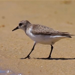 Calidris ruficollis (Red-necked Stint) at Potato Point, NSW - 21 Feb 2025 by jb2602