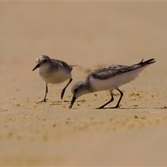 Calidris ruficollis at Potato Point, NSW - 21 Feb 2025 01:48 PM