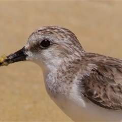 Calidris ruficollis (Red-necked Stint) at Potato Point, NSW - 21 Feb 2025 by jb2602