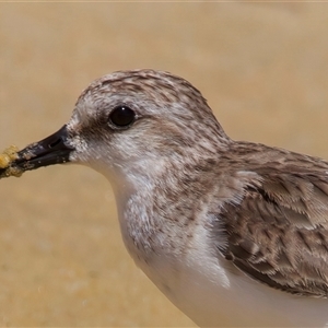 Calidris ruficollis at Potato Point, NSW - 21 Feb 2025 01:50 PM