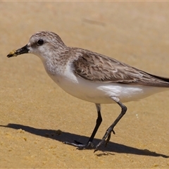 Calidris ruficollis at Potato Point, NSW - 21 Feb 2025 01:50 PM