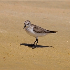 Calidris ruficollis at Potato Point, NSW - 21 Feb 2025 01:50 PM