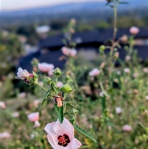 Pavonia hastata (Spearleaf Swampmallow) at Chapman, ACT - 28 Feb 2025 by HelenCross