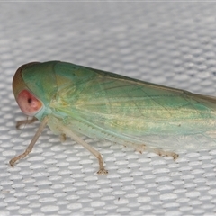 Batracomorphus sp. (genus) (An Iassinae leafhopper) at Melba, ACT - 23 Feb 2025 by kasiaaus