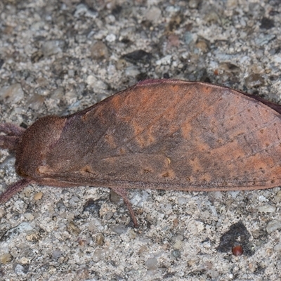 Elhamma australasiae (A Swift or Ghost moth (Hepialidae)) at Melba, ACT - 23 Feb 2025 by kasiaaus