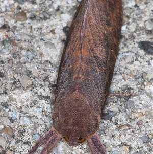 Elhamma australasiae at Melba, ACT - 23 Feb 2025 09:39 PM