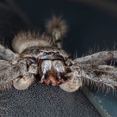 Isopeda canberrana (Canberra Huntsman Spider) at Melba, ACT - 23 Feb 2025 by kasiaaus