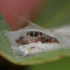 Unidentified Jumping or peacock spider (Salticidae) at Yarralumla, ACT - 18 Feb 2025 by TimL