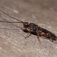 Unidentified Wasp (Hymenoptera, Apocrita) at Yarralumla, ACT - 18 Feb 2025 by TimL