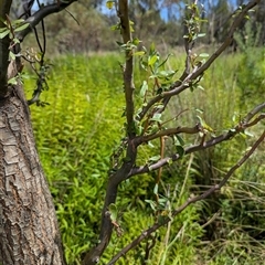 Salix matsudana (Tortured Willow) at Rendezvous Creek, ACT - 28 Feb 2025 by Amahon