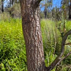 Salix matsudana at Rendezvous Creek, ACT - 28 Feb 2025 12:29 PM