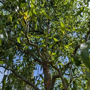 Salix matsudana at Rendezvous Creek, ACT - 28 Feb 2025 12:29 PM