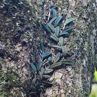 Dockrillia linguiformis (Thumb-nail Orchid) at Jamberoo, NSW - 28 Feb 2025 by plants