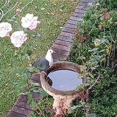 Columba leucomela (White-headed Pigeon) at Jamberoo, NSW - 28 Feb 2025 by plants