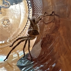 Neosparassus calligaster at Aranda, ACT - 1 Mar 2025 08:44 AM