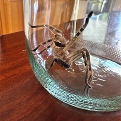 Neosparassus calligaster at Aranda, ACT - 1 Mar 2025 08:44 AM