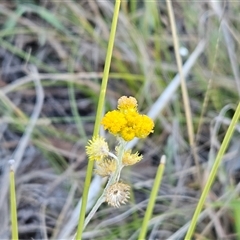 Chrysocephalum apiculatum (Common Everlasting) at Hawker, ACT - 1 Mar 2025 by sangio7