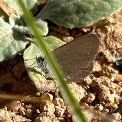 Zizina otis (Common Grass-Blue) at Colinton, NSW - 28 Feb 2025 by KMcCue