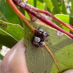 Unidentified Eucalyptus Gall at Colinton, NSW - 28 Feb 2025 by KMcCue