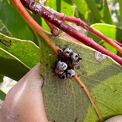 Unidentified Eucalyptus Gall at Colinton, NSW - 28 Feb 2025 by KMcCue