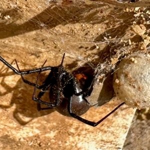 Latrodectus hasselti (Redback Spider) at Colinton, NSW - 28 Feb 2025 by KMcCue