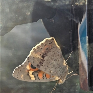 Junonia villida (Meadow Argus) at Denman Prospect, ACT - 28 Feb 2025 by AaronClausen