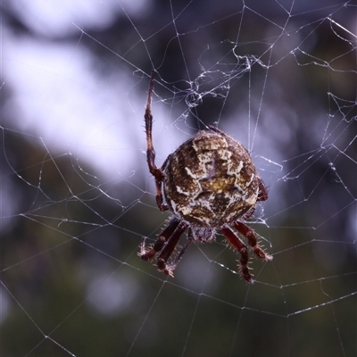 Unidentified Orb-weaving spider (several families) at Touga, NSW - 28 Feb 2025 by Csteele4