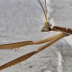 Tenodera australasiae (Purple-winged mantid) at Goulburn, NSW - 1 Mar 2025 by trevorpreston