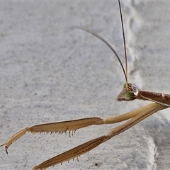 Tenodera australasiae at Goulburn, NSW - suppressed