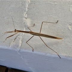 Tenodera australasiae at Goulburn, NSW - suppressed