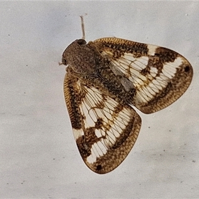 Scolypopa australis (Passionvine hopper, Fluffy bum) at Goulburn, NSW - 1 Mar 2025 by trevorpreston