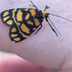 Asura lydia (Lydia Lichen Moth) at Campbell, ACT - 1 Mar 2025 by Clarel