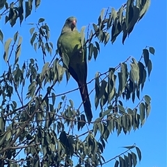 Polytelis swainsonii (Superb Parrot) at Campbell, ACT - 1 Mar 2025 by Clarel