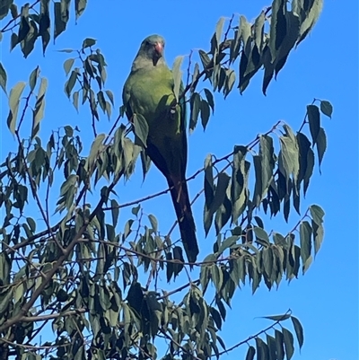 Polytelis swainsonii (Superb Parrot) at Campbell, ACT - 1 Mar 2025 by Clarel