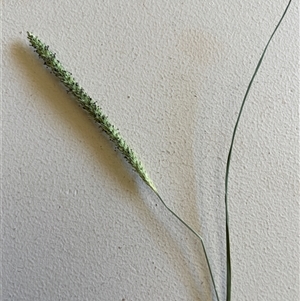 Setaria parviflora (Slender Pigeon Grass) at Campbell, ACT - 26 Feb 2025 by brianwythes2025