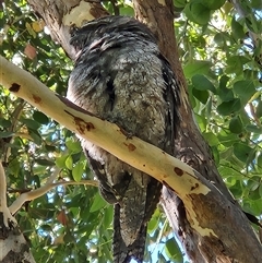 Podargus strigoides (Tawny Frogmouth) at Fyshwick, ACT - 1 Mar 2025 by Tawny4