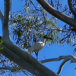 Platalea regia at Fyshwick, ACT - 1 Mar 2025 09:20 AM