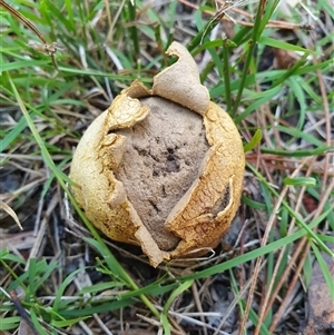 Scleroderma sp. (Scleroderma) at Penrose, NSW - 1 Mar 2025 by Aussiegall