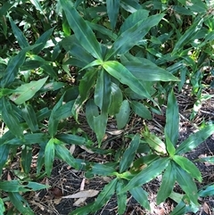 Dianella tasmanica at Kiama, NSW - 1 Mar 2025 by CatherineGorman