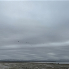 Zanda funerea at Yanakie, VIC - 1 Mar 2025 08:38 AM