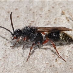 Mutillidae (family) (Unidentified Mutillid wasp or velvet ant) at Acton, ACT - 15 Feb 2025 by TimL