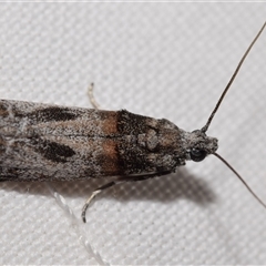 Phycitinae (subfamily) (A snout moth) by DianneClarke