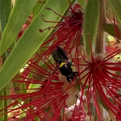 Hylaeus (Hylaeorhiza) nubilosus (A yellow-spotted masked bee) at Dunlop, ACT - 1 Mar 2025 by JR