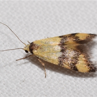 Temnogyropa stenomorpha (A Concealer moth (Eulechria group) at Jerrabomberra, NSW - 26 Feb 2025 by DianneClarke