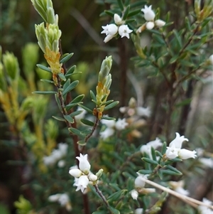 Acrothamnus hookeri (Mountain Beard Heath) at Snowball, NSW - 27 Nov 2024 by RobG1