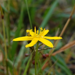 Hypoxis hygrometrica var. hygrometrica at Krawarree, NSW - 27 Nov 2024 03:37 PM