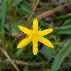 Hypoxis hygrometrica var. hygrometrica at Krawarree, NSW - 27 Nov 2024 03:37 PM