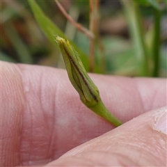 Hypoxis hygrometrica var. hygrometrica at Krawarree, NSW - 27 Nov 2024 03:37 PM