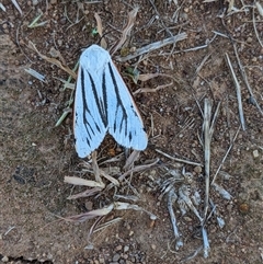 Aloa marginata (Donovan's Tiger Moth) at Narrabundah, ACT - Today by JodieR